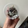 String of Hearts (Variegated) Image 2