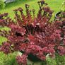 Large purple/wine Sedum perennial plant Image 3