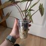 Alocasia scalpum baby plants Image 3