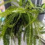 Boston Fern Plant Image 3