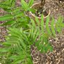 Tree, Horse Chesnut and Rhus tree Image 2