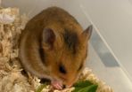 hamster