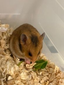 hamster