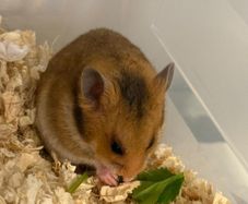 hamster