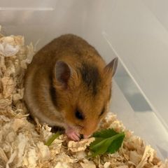 hamster