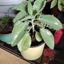 Mother of Thousands Image 7
