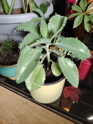 Mother of Thousands