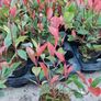 Red Robin Hedging Image 5