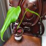 Monstera Burle Marx Flame rooting Image 9