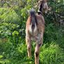 Nubian goat Buckling Image 3