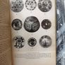 Paperweights and other Glass Curiosities Image 4