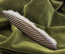 Brass Clothes Brush