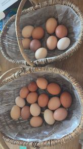 fertilised hatching eggs