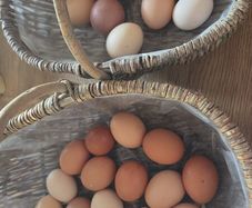 fertilised hatching eggs