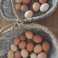 fertilised hatching eggs