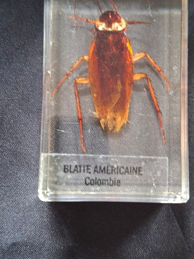 Genuine Collection of 15 Clear Resin Exotic Insects and Arachnids Price is for 1 only