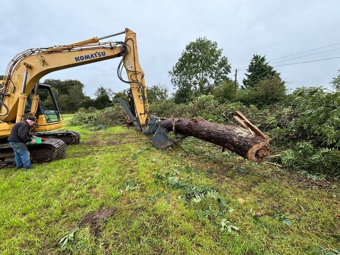 Tree felling