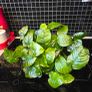 Aniubas  aquarium plants Image 2