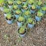 Large Selection of Grass Plants Image 3
