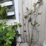 garden plants Image 4