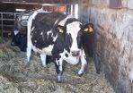 Late calving cows for sale