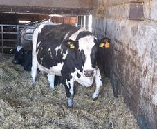 Late calving cows for sale