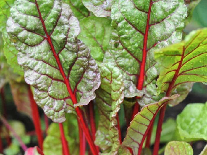 (C) Spinach Beet Rhubarb Chard seeds 3g (124411)
