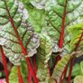 (C) Spinach Beet Rhubarb Chard seeds 3g (124411) Image 2