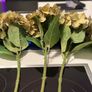 Large Artificial Hydrangeas & Sedum Stems Image 5