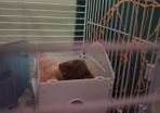 Syrian Hamster