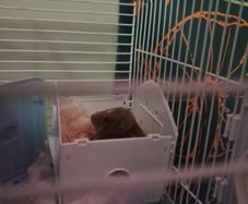 Syrian Hamster