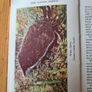 Observer's Book Of Wild Animals Of The British Isles.  Compiled By  W J Stoke.1. Image 9