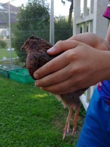 male quails