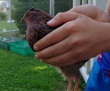male quails