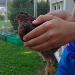 male quails