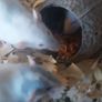 baby pet rats Image 3