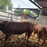 Limousin bulls Image 2