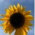 KerrieYoung
