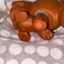 littlest pet shop (LPS) Cocker spaniel #252 Image 3