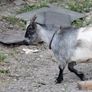 pygmy goats Image 7