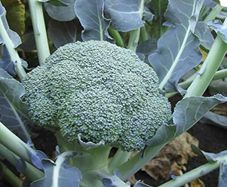 (B) Broccoli Botavia H seeds (20s) (124848)