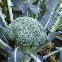 (B) Broccoli Botavia H seeds (20s) (124848)
