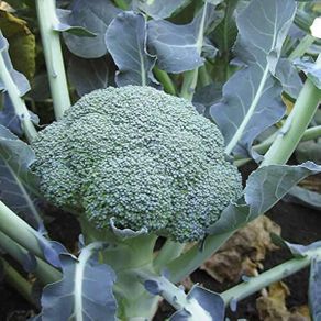 (B) Broccoli Botavia H seeds (20s) (124848)