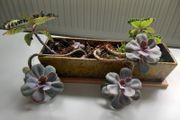 Indoor succulents with ceramic pot