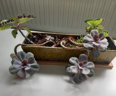 Indoor succulents with ceramic pot