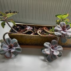 Indoor succulents with ceramic pot