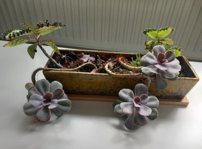 Indoor succulents with ceramic pot