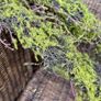 New 120cm length rustic twig and moss garland Image 4