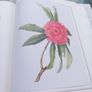 V large hardback book, An Irish Florilegium, D18 post 15e Image 3