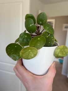 Chinese money plant